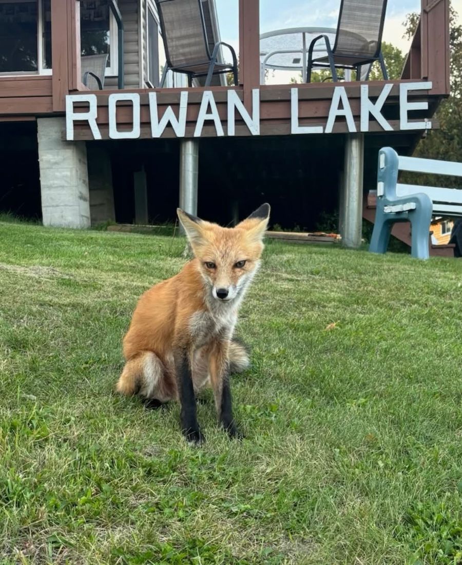 A red fox by the Rowan Lake sign